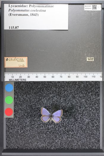 Media type: image;   Entomology 55414